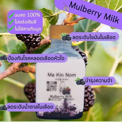 นมสดมัลเบอร์รี่