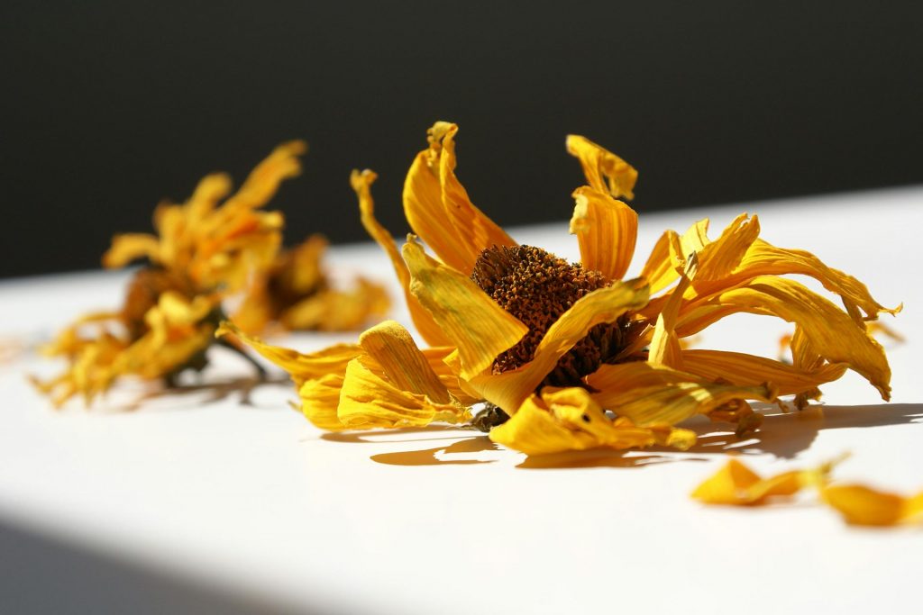 ดอกเก็กฮวย ดอกเก็กฮวย